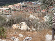 مقاومة الجدار والاستيطان: قرار إقامة المستعمرات حرب إبادة للجغرافية الفلسطينية