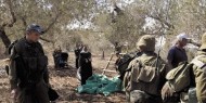 الاحتلال يقتلع&nbsp; ويكسر 340 شجرة زيتون غرب سلفيت